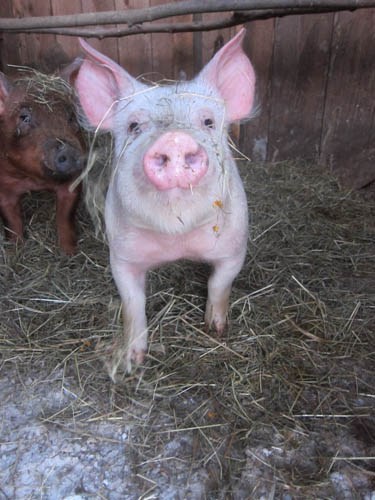 New piglets. They're curious. 