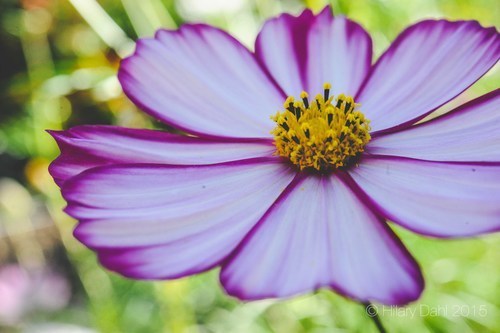 Double Click Mix cosmos