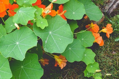Nasturtium foliage