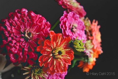 Selection of Benary's Giants zinnia