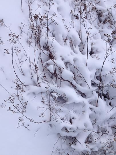 Spirea