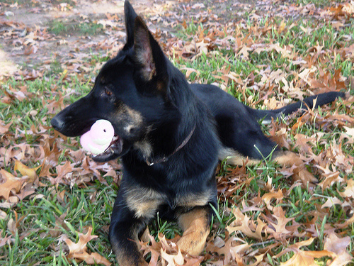 Uschi with toy