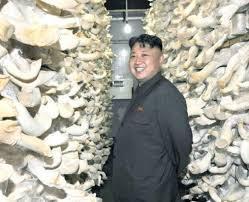 Image result for korean mushroom