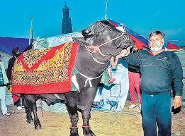 Image result for yuvraj in kurukshetra