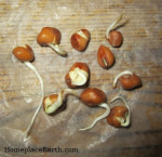 Mississippi Silver cowpeas with 80% germination. Two days later they achieved 100% germination.
