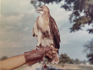 hawk1