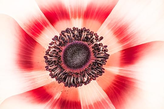 Anemone 1 © Harold Davis