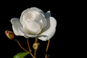 White Rose