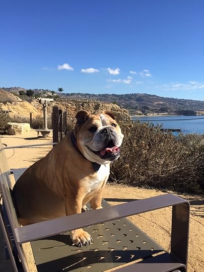 Miranda's English Bulldog enjoys So Cal life