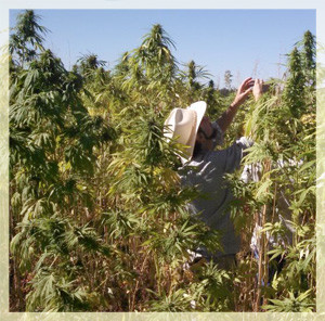 Hemp-Legal-Harvest
