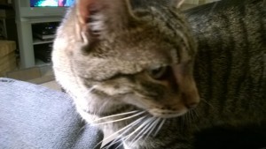 leela kitty