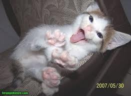 kitten-on-back-with-tongue-out.jpg