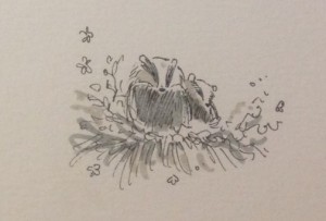 Badgers