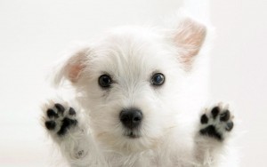 Funny-White-Cute-Puppies