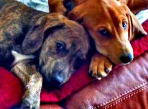 Aurelius & Zeno fresh from one of their many power naps