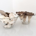 Mazzi di funghi. No fiori