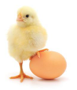 egg