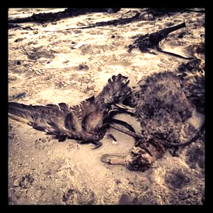 deadbird2