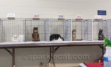 Some of the show's top altered cats... and me!
