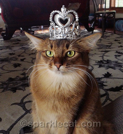 My human said tiaras are not allowed in the rings, not even during the finals