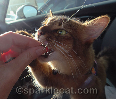 Don't worry - I don't bite fingers like Binga does
