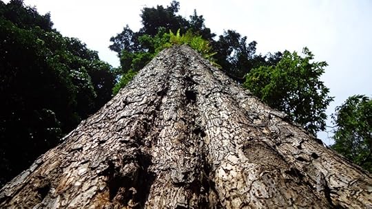 Giant-tree-1080x1920