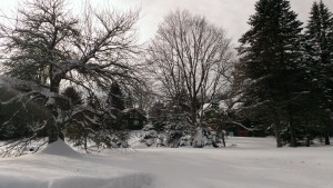 snowyscene.jpg