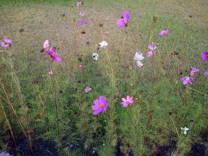 IMG-20150218-00604