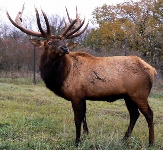Cervus_canadensis2006