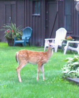 A normal day at Rustic Studio—a haven for wildlife and for...me.