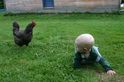 If this boy had a knife, he could defend himself against that damn chicken