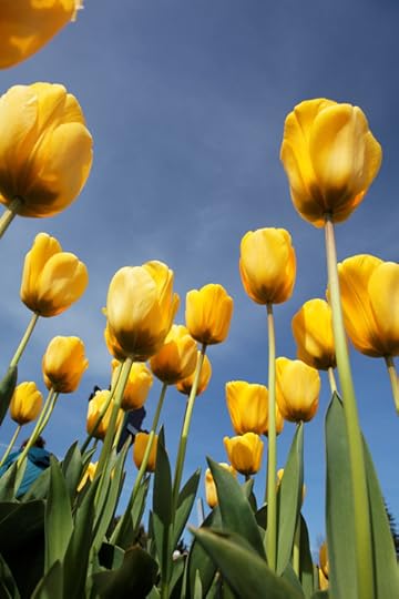 Field of yellow tulips from underneath, Skagit Valley, Washington, USA