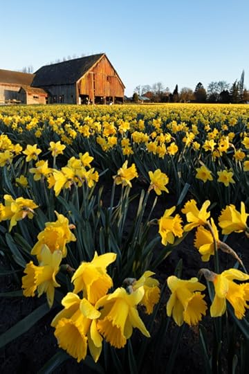 Daffodils blooming on a Skagit Valley farm, Skagit County, Washington, USA
