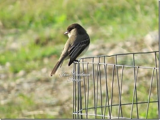 Eastern_Phoebe