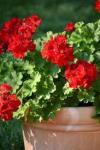 geraniums