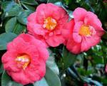 camelias