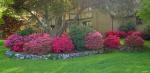 azaleas