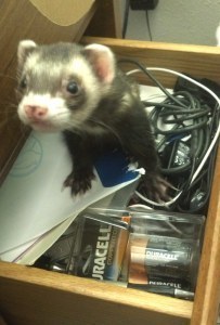 Rico in desk