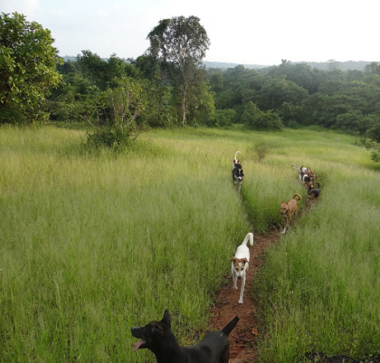 Walking with the pack. Photograph Fionna Prins.