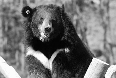 Asiatic Black Bear aka 'Moon Bear'. Photograph courtesy Animals Asia.