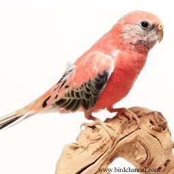 Bourke Parakeet