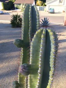 cactus1