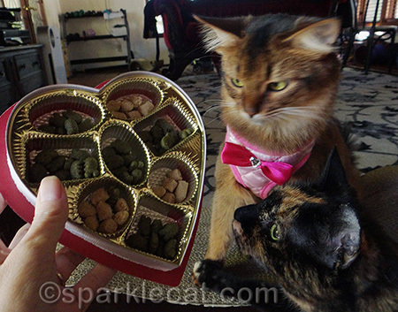 I'm surprised we didn't wind up with treats scattered all over the living room