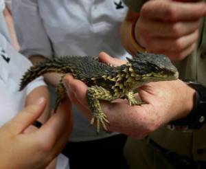 babydragon