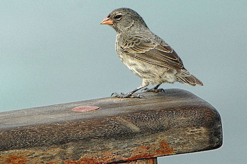 1280px-Darwin's_finch_G_fuliginosa_Sta_Cruz_01.jpg