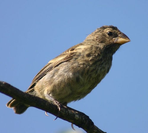 667px-Female_Galápagos_medium_ground_finch.jpg