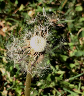 dandelion
