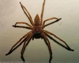 huntsman