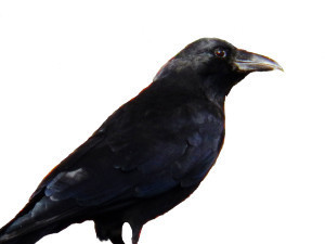 crow
