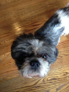 Chewbacca, a 6 year old Shih Tzu foster